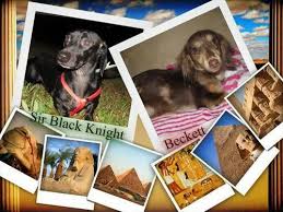 Explore 63 listings for dapple dachshund puppies for sale at best prices. Stunning Miniature Dachshund Puppy For Sale In Dothan Alabama Classified Americanlisted Com