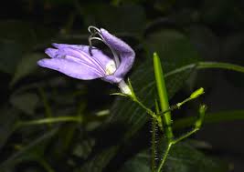 Image result for Brillantaisia lamium