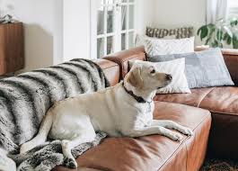 Keep an old rag or towel on your hand or shoulder to wipe the pet hair between swipes. Leather Couch With Dogs Articulate