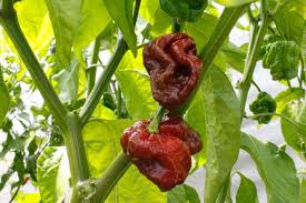 Check spelling or type a new query. Chocolate Scorpion Chilli Abc News Australian Broadcasting Corporation
