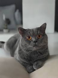 Cansu Ozen Bodur Adli Kullanicinin My Cat Panosundaki Pin