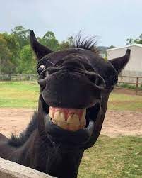 Pin By Alsosusieq2 On Pferde Laughing Animals Funny Horses Smiling Animals
