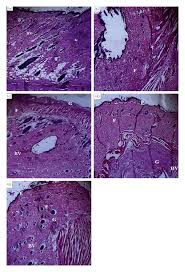 Image result for Cnestis