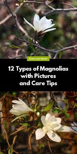 Magnolia hotel houston, a tribute portfolio hotel, houston. Magnolia Trees Buying Growing Guide Trees Com