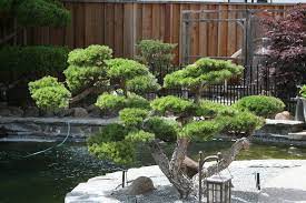 Dwarf Japanese Maple Japanese Garden Front Yard Landscaping