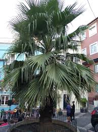 Image result for Washingtonia