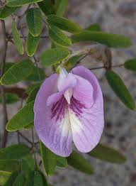 Image result for Clitoria