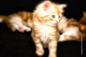 Masaustu K Tzchen Kedi Yavrusu Kediler Kazen Hayvan Kirmizi Mavi Gozler Sohbet Katze Mavi Gozlu 2000x1333 651375 Masaustu Arka Plan Hd Wallhere