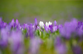 Zu den jahrhundertwenden ab 1700 (letztmalig im jahr 1900) wurde der schalttag einfach weggelassen. Kalendarischer Fruhling Sechs Fakten Zum Fruhlingsanfang Panorama Stuttgarter Nachrichten