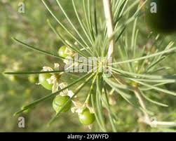 Image result for Asparagus laricinus