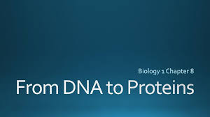 Identifying dna as the genetic material (8. Biology 1 Chapter 8 From Dna To Proteins Ppt Download