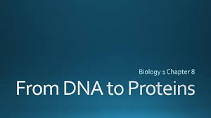 This 3d animation shows you how the dna code is transcribed into messenger rna and then translated into a protein. Biology 1 Chapter 8 From Dna To Proteins Ppt Download