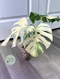 Image result for Baissea