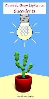 Best grow lights for succulents reviews. Pin On Succulent Care