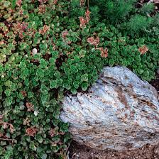 Maybe you would like to learn more about one of these? 14 Best Low Maintenance Ground Covers