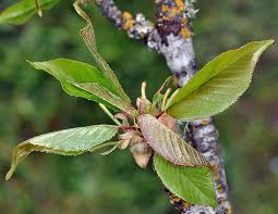 Image result for Prunus domestica