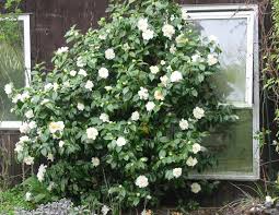 Camellias Tuin Struiken Tuin Struiken