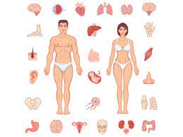 Adults eat about 500 kg of food per year. Parts Of The Body German For Beginners Lesson
