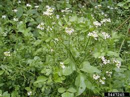 Image result for Nasturtium microphyllum
