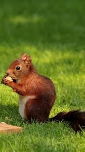 Download and use 800+ squirrel stock photos for free. Squirrel Nuts Pork Grass Iphone 8 Wallpapers Free Download