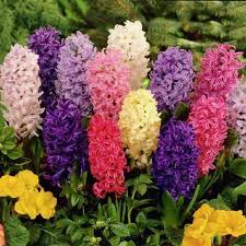 If you want to herald spring with a burst of color, you need to plan ahead because these bulbs must be planted in fall. Zones 4 10 Perennial Pack Of 5 Bulbs 5 Hyacinth Bulbs Pastel Perfection Mixed Bulbs Roots Rhizomes Home Garden Worldenergy Ae