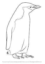 How To Draw A Chinstrap Penguin Drawingtutorials101 Com Chinstrap Penguin Penguin Drawing Penguin Coloring Pages