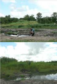 Image result for Trichoneura grandiglumis