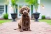 Hope Springs Farm - Virginia Chesapeake Bay Retriever Breeders