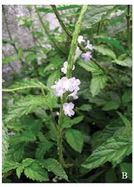 Image result for Stachytarpheta