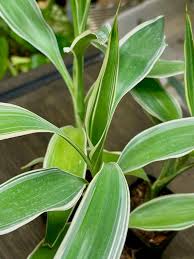 Image result for Dracaena sanderiana