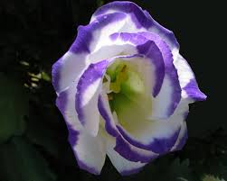 Image result for eustoma maurine