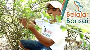 We did not find results for: Mengenal Bahan Bonsai Wahong Laut Di Alam Liar Bonsai Alam Jenis