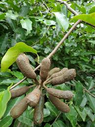 Image result for Uvaria schweinfurthii