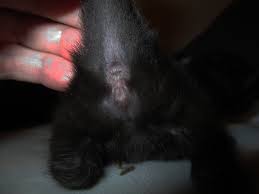 Sexing My Week Old Kitten Thecatsite