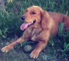 On occasion goldnote golden retrievers will have an older dog available for adoption. Adopted Purebred Golden Retriever Dog In Calgary