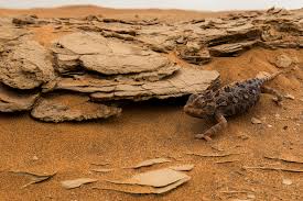 Chamaeleo namaquensis | Tropical Herping