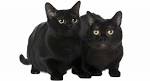 The Bombay Cat: Kings and Queens of the Black Cat Breeds ...