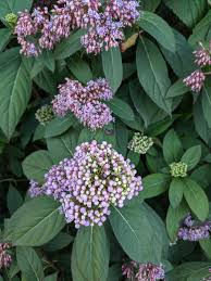 Image result for Hyparrhenia dichroa