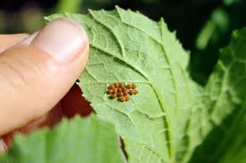 Check spelling or type a new query. How To Kill Squash Bugs Squash Bug Eggs And Nymphs The Plant Guide