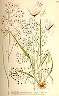 Image result for Avenella flexuosa