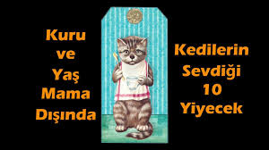 Kedilerin Kuru Mama Disinda Sevdigi 10 Yiyecek Youtube