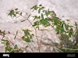 Image result for Euphorbia hyssopifolia