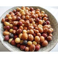 Check spelling or type a new query. Benih Kacang Bogor Bambara Biji Sayur Shopee Indonesia