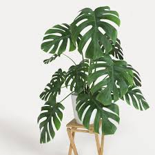 Monstera 3d Model Hanging Plants Diy Bulbous Plants Plants