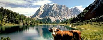 I decided to leave you to amm ayoub s farm. Ù…Ø¹Ù„ÙˆÙ…Ø§Øª Ø£Ø³Ø§Ø³ÙŠØ© Ø¹Ù† Ø§Ù„Ù†Ù…Ø³Ø§