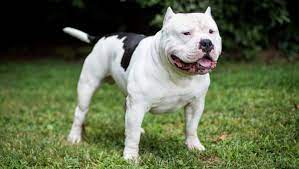 Top 10 Most Dangerous Dog Breeds In The World 2020 Trendrr