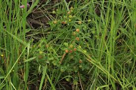 Image result for Grangea maderaspatana