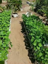 Image result for Dasylepis eggelingii