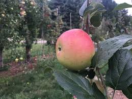 The white winter pearmain apple cultivar, also known as white pearmain and cambellite, is a dessert apple that has been known since before 1850. White Winter Pearmain Apple On G 210 Cummins Nursery Fruit Trees Scions And Rootstocks For Apples Pears Cherries Plums Peaches And Nectarines