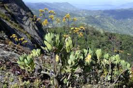 Image result for Solanecio cydoniifolius